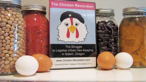The Fight for Raising Backyard Chickens in the City Image